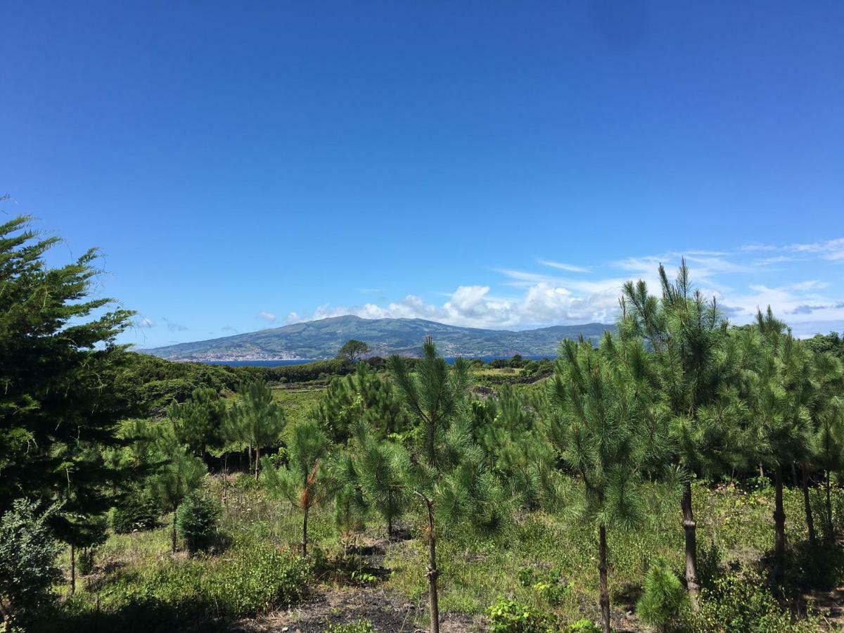 Home Pico - Casa Dos Cedros Criacao Velha Dış mekan fotoğraf